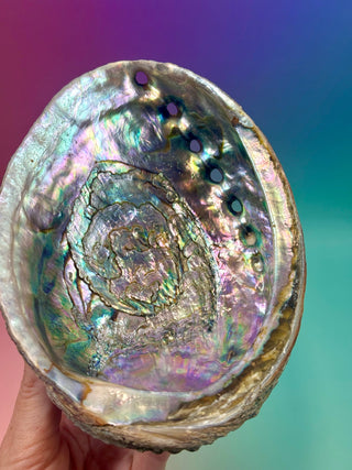 GREEN ABALONE - LARGE (2) Smudge bowl The Crystal Avenues 
