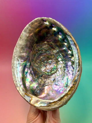 GREEN ABALONE - LARGE (2) Smudge bowl The Crystal Avenues 
