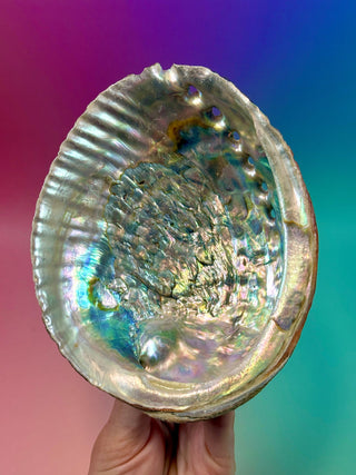 GREEN ABALONE - LARGE (3) Smudge bowl The Crystal Avenues 