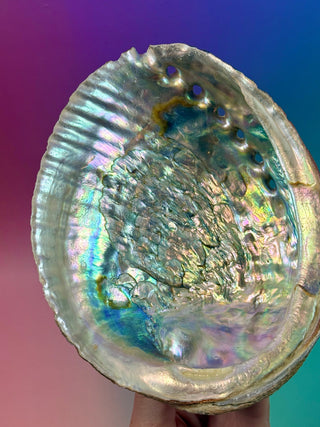 GREEN ABALONE - LARGE (3) Smudge bowl The Crystal Avenues 