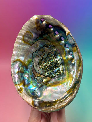 GREEN ABALONE - LARGE (4) Smudge bowl The Crystal Avenues 