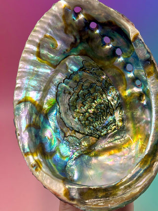 GREEN ABALONE - LARGE (4) Smudge bowl The Crystal Avenues 