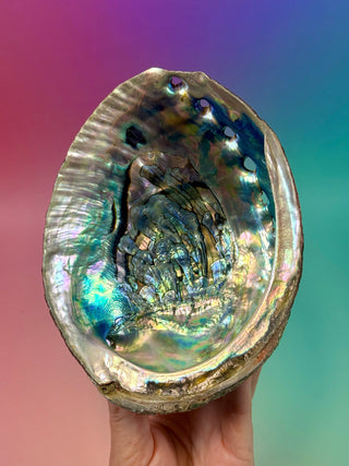 GREEN ABALONE - LARGE (5) Smudge bowl The Crystal Avenues 