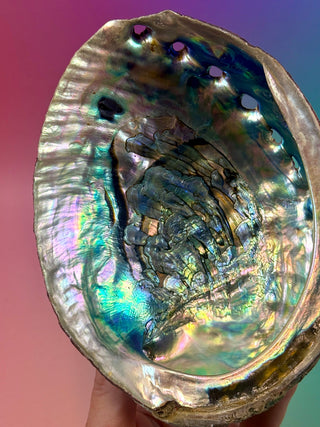 GREEN ABALONE - LARGE (5) Smudge bowl The Crystal Avenues 