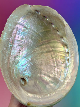 GREEN ABALONE - LARGE (6) Smudge bowl The Crystal Avenues 