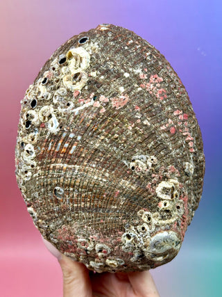 GREEN ABALONE - LARGE (C) Smudge bowl The Crystal Avenues 