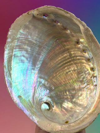 GREEN ABALONE - MEDIUM (2) Smudge bowl The Crystal Avenues 