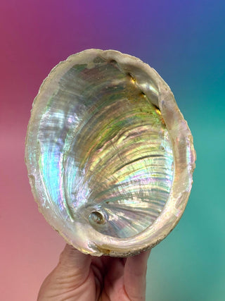 GREEN ABALONE - MEDIUM (3) Smudge bowl The Crystal Avenues 