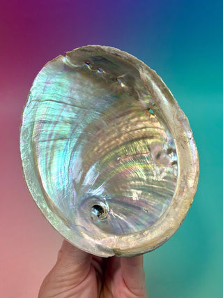 GREEN ABALONE - MEDIUM (4) Smudge bowl The Crystal Avenues 