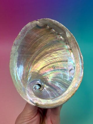 GREEN ABALONE - MEDIUM (4) Smudge bowl The Crystal Avenues 