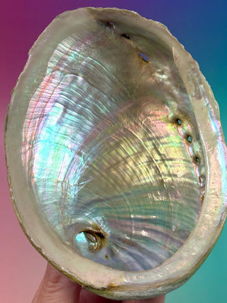 GREEN ABALONE - MEDIUM (5) Smudge bowl The Crystal Avenues 