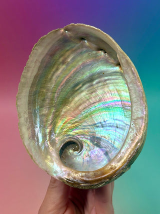 GREEN ABALONE - MEDIUM (6) Smudge bowl The Crystal Avenues 