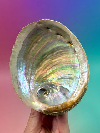 GREEN ABALONE - MEDIUM (6) Smudge bowl The Crystal Avenues 