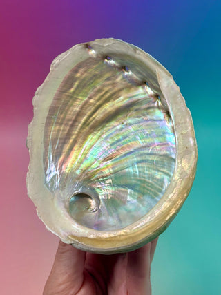 GREEN ABALONE - MEDIUM (7) Smudge bowl The Crystal Avenues 
