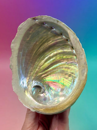 GREEN ABALONE - MEDIUM (7) Smudge bowl The Crystal Avenues 