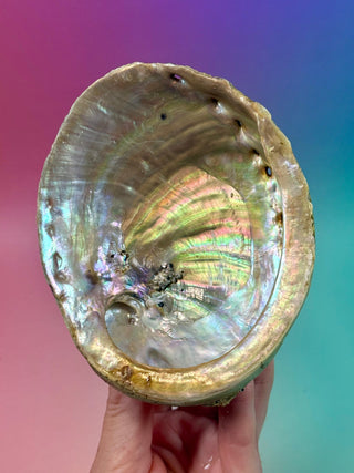 GREEN ABALONE - MEDIUM (8) Smudge bowl The Crystal Avenues 
