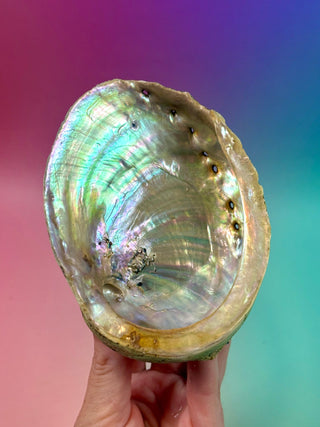 GREEN ABALONE - MEDIUM (8) Smudge bowl The Crystal Avenues 