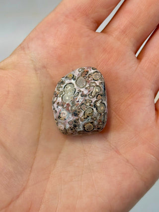 LEOPARD JASPER (6) Tumble Stone The Crystal Avenues 