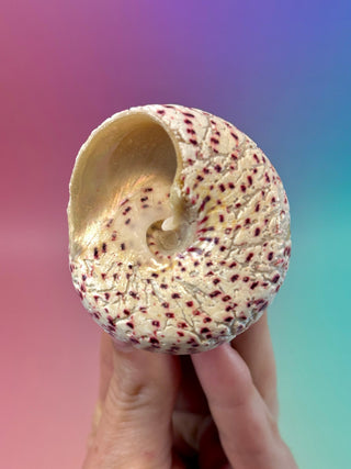 NATURAL CONCH SHELL (10) Smudge bowl The Crystal Avenues 