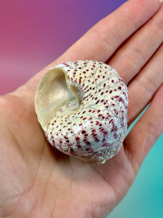 NATURAL CONCH SHELL (10) Smudge bowl The Crystal Avenues 