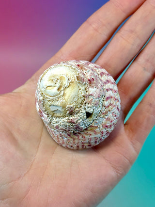 NATURAL CONCH SHELL (10) Smudge bowl The Crystal Avenues 