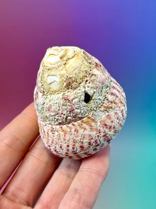 NATURAL CONCH SHELL (10) Smudge bowl The Crystal Avenues 
