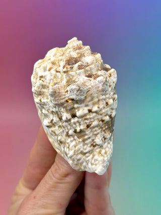 NATURAL CONCH SHELL (12) Smudge bowl The Crystal Avenues 