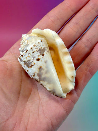 NATURAL CONCH SHELL (12) Smudge bowl The Crystal Avenues 
