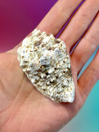 NATURAL CONCH SHELL (12) Smudge bowl The Crystal Avenues 