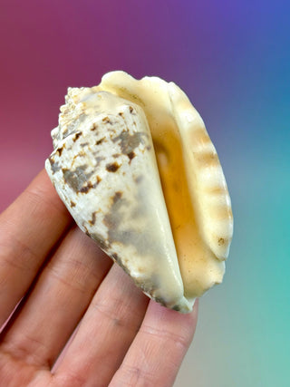 NATURAL CONCH SHELL (12) Smudge bowl The Crystal Avenues 