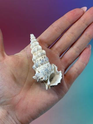 NATURAL CONCH SHELL (13) Smudge bowl The Crystal Avenues 