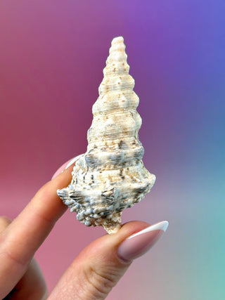 NATURAL CONCH SHELL (13) Smudge bowl The Crystal Avenues 