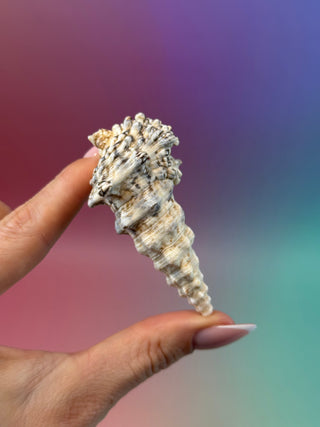 NATURAL CONCH SHELL (13) Smudge bowl The Crystal Avenues 
