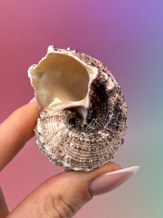 NATURAL CONCH SHELL (14) Smudge bowl The Crystal Avenues 