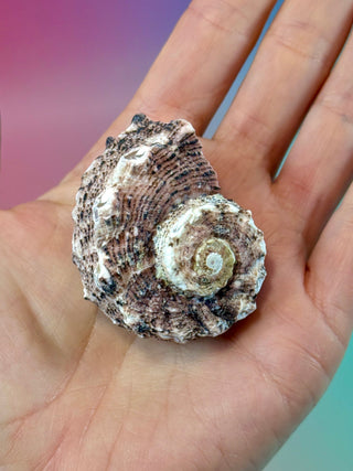 NATURAL CONCH SHELL (14) Smudge bowl The Crystal Avenues 
