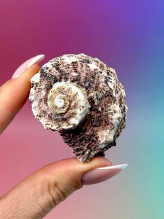 NATURAL CONCH SHELL (14) Smudge bowl The Crystal Avenues 