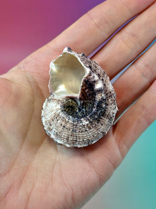 NATURAL CONCH SHELL (14) Smudge bowl The Crystal Avenues 