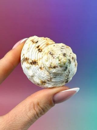 NATURAL CONCH SHELL (15) Smudge bowl The Crystal Avenues 