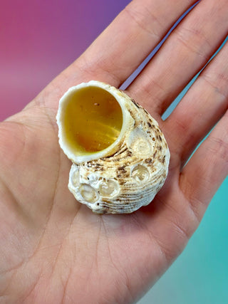 NATURAL CONCH SHELL (15) Smudge bowl The Crystal Avenues 