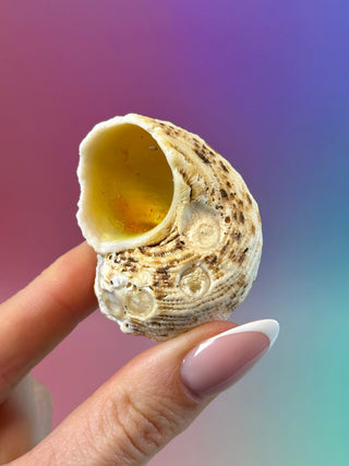 NATURAL CONCH SHELL (15) Smudge bowl The Crystal Avenues 