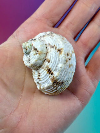 NATURAL CONCH SHELL (15) Smudge bowl The Crystal Avenues 