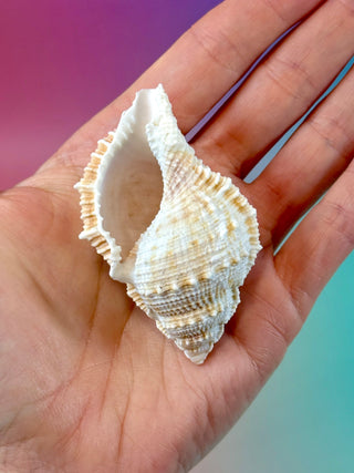 NATURAL CONCH SHELL (16) Smudge bowl The Crystal Avenues 