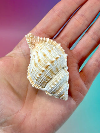 NATURAL CONCH SHELL (16) Smudge bowl The Crystal Avenues 