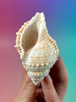 NATURAL CONCH SHELL (16) Smudge bowl The Crystal Avenues 