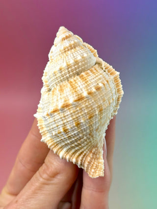 NATURAL CONCH SHELL (16) Smudge bowl The Crystal Avenues 