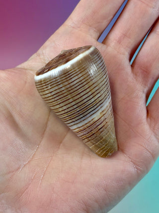 NATURAL CONCH SHELL (17) Smudge bowl The Crystal Avenues 