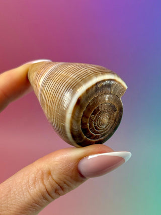NATURAL CONCH SHELL (17) Smudge bowl The Crystal Avenues 