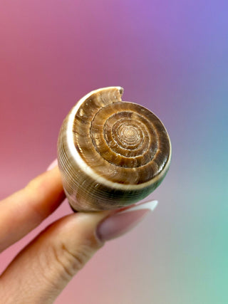 NATURAL CONCH SHELL (17) Smudge bowl The Crystal Avenues 