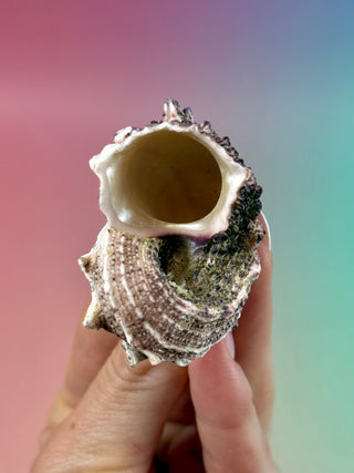 NATURAL CONCH SHELL (18) Smudge bowl The Crystal Avenues 