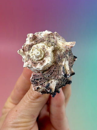 NATURAL CONCH SHELL (18) Smudge bowl The Crystal Avenues 